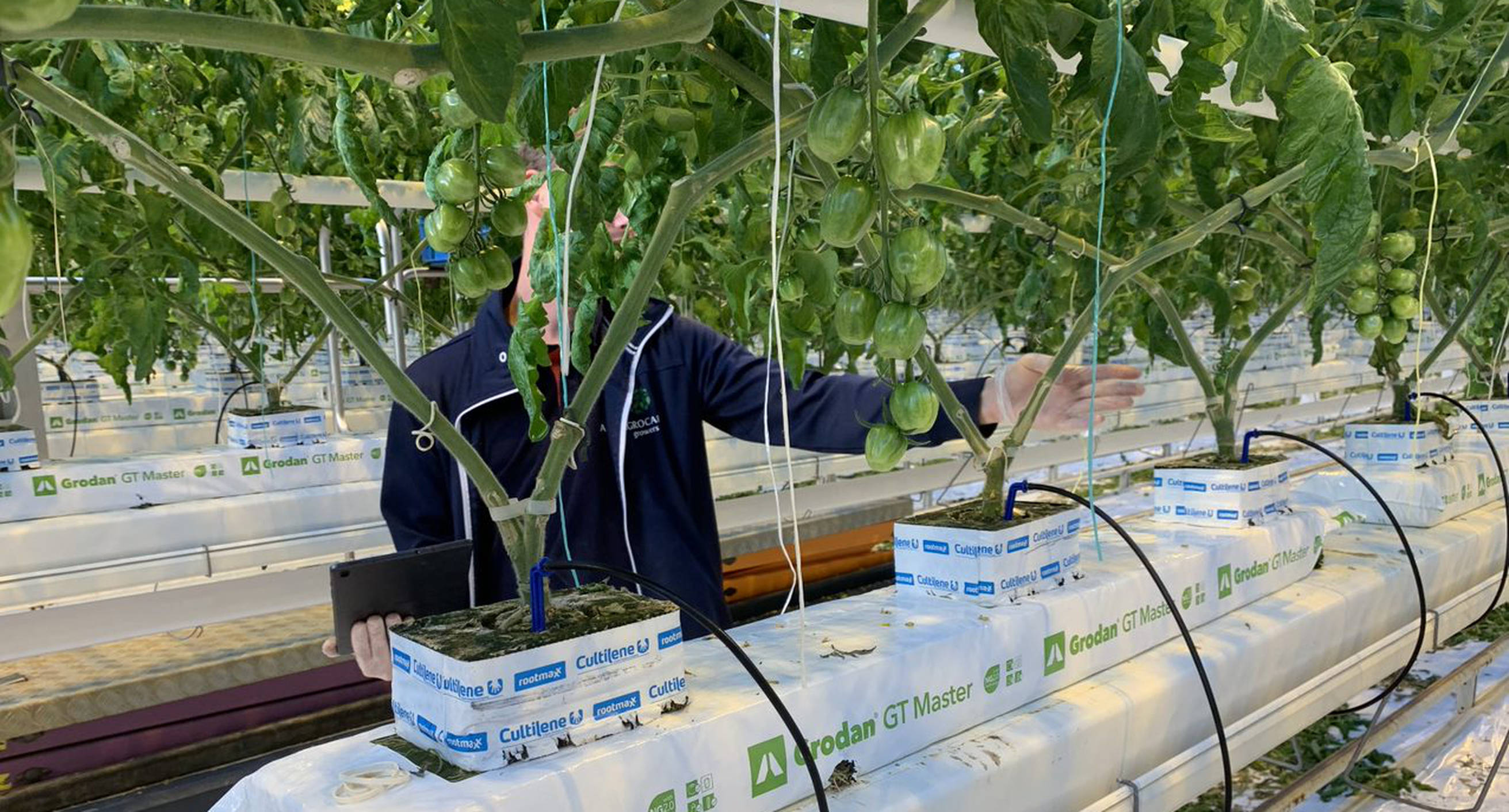Example of the use of the digital twin with paprika plants